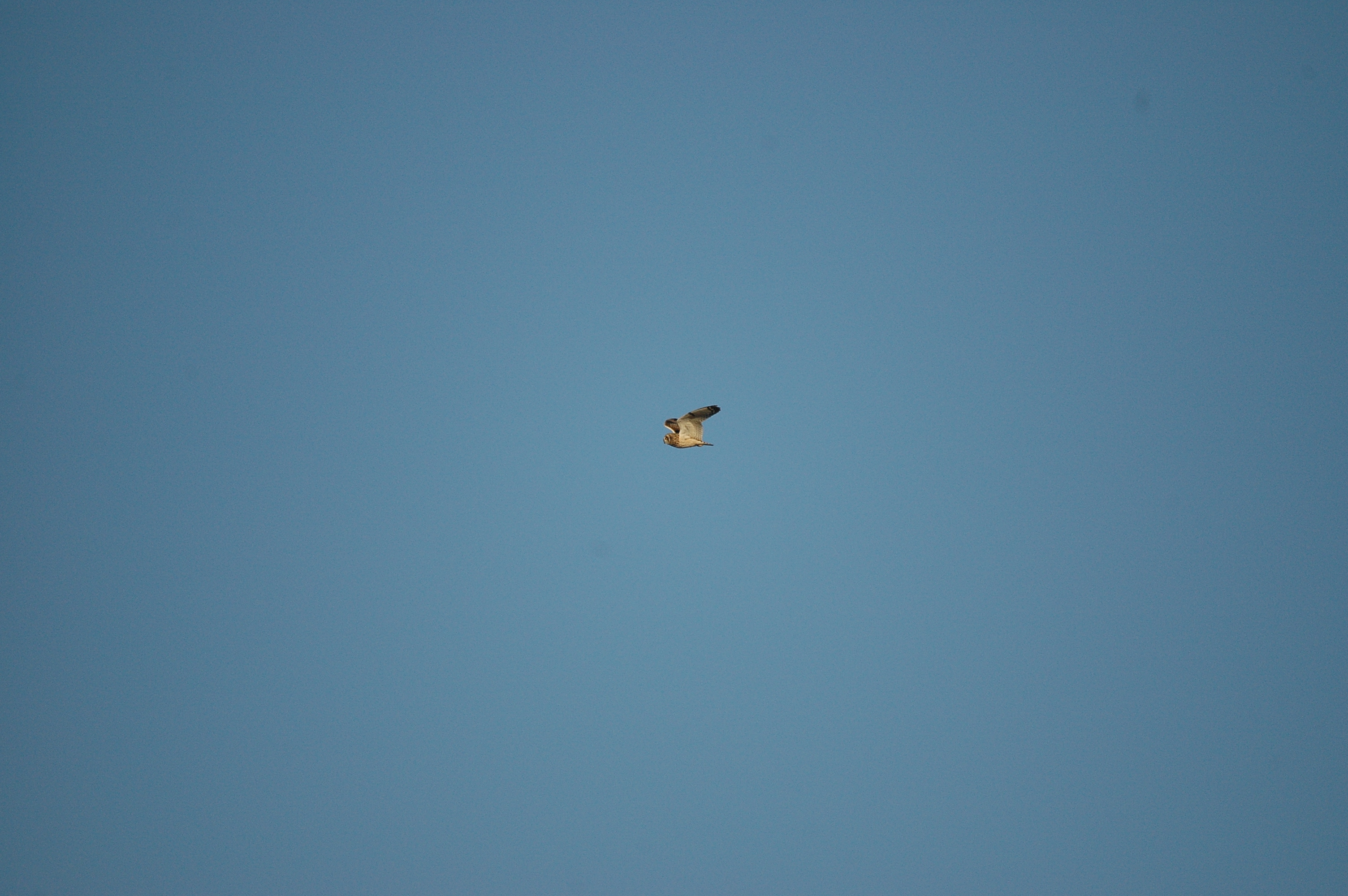 photos/wildlife/Bird_Species/085-Typical_Owls/2826-Short-eared Owl/DSC_4764.JPG